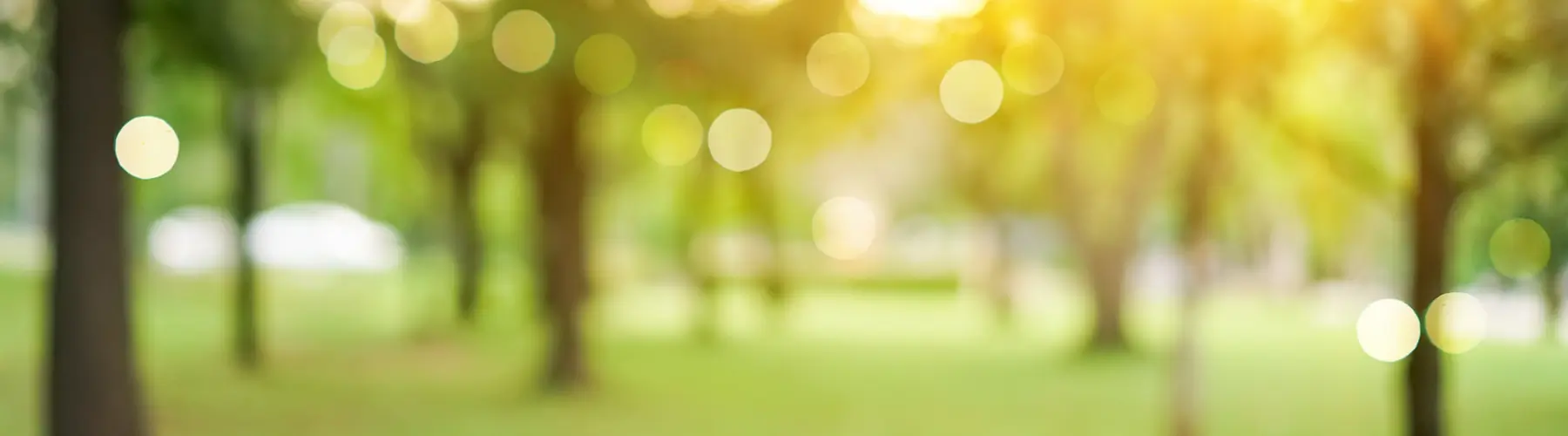 Peaceful park with trees