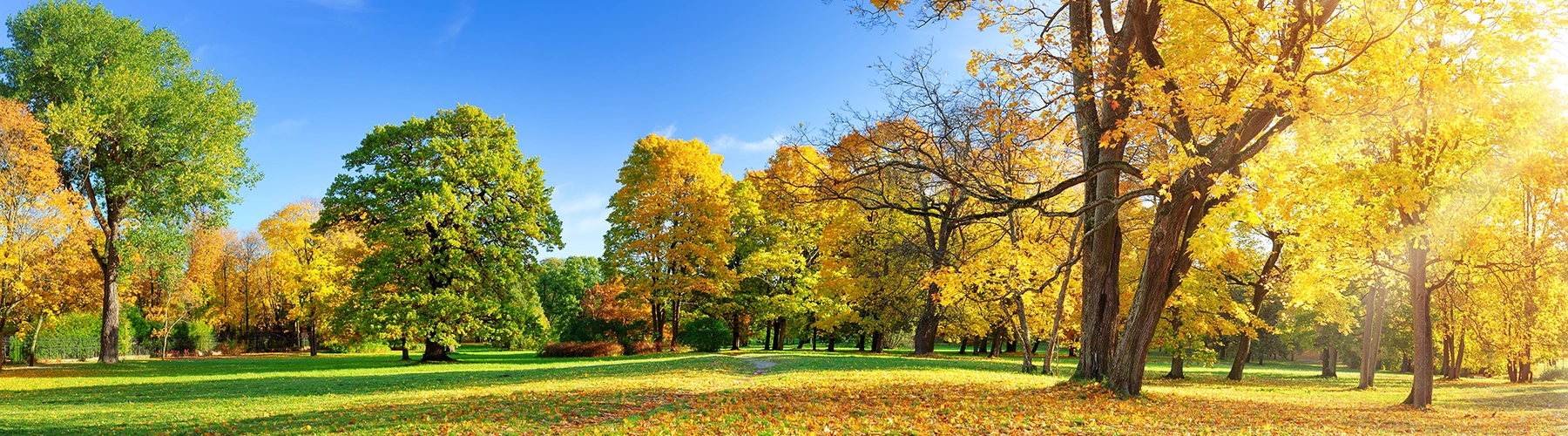 autumn early fall park scenery