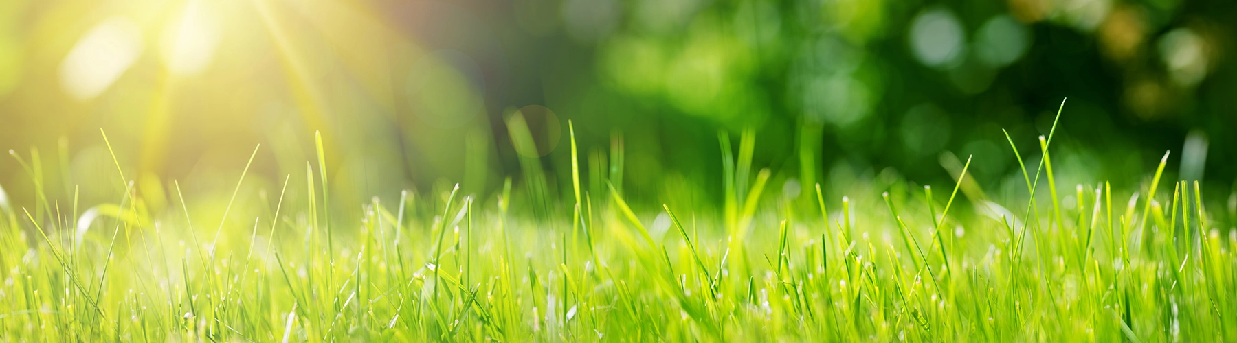 fresh cut grass bright light growth
