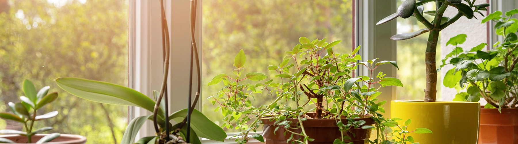 houseplants sitting on window sill at home