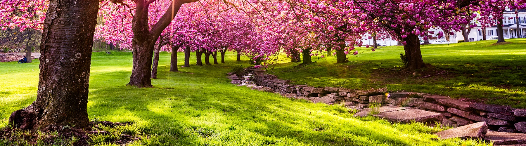 spring cherry blossom park scenery