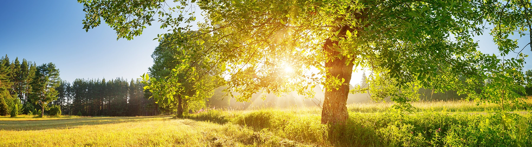 summer day tree sunshine growth